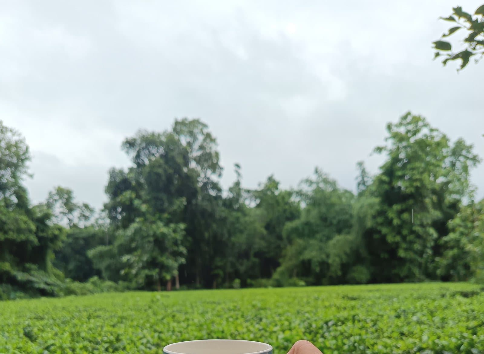 Tea bushes and treeline in a garden in Assam