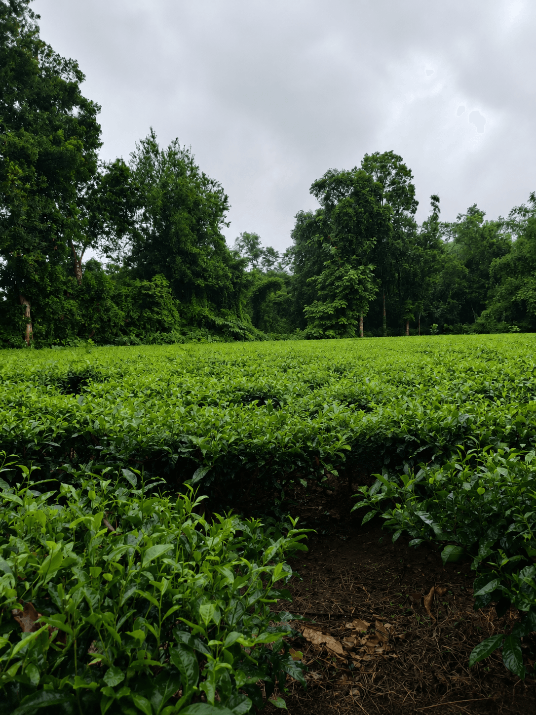 Blue Premium Tea