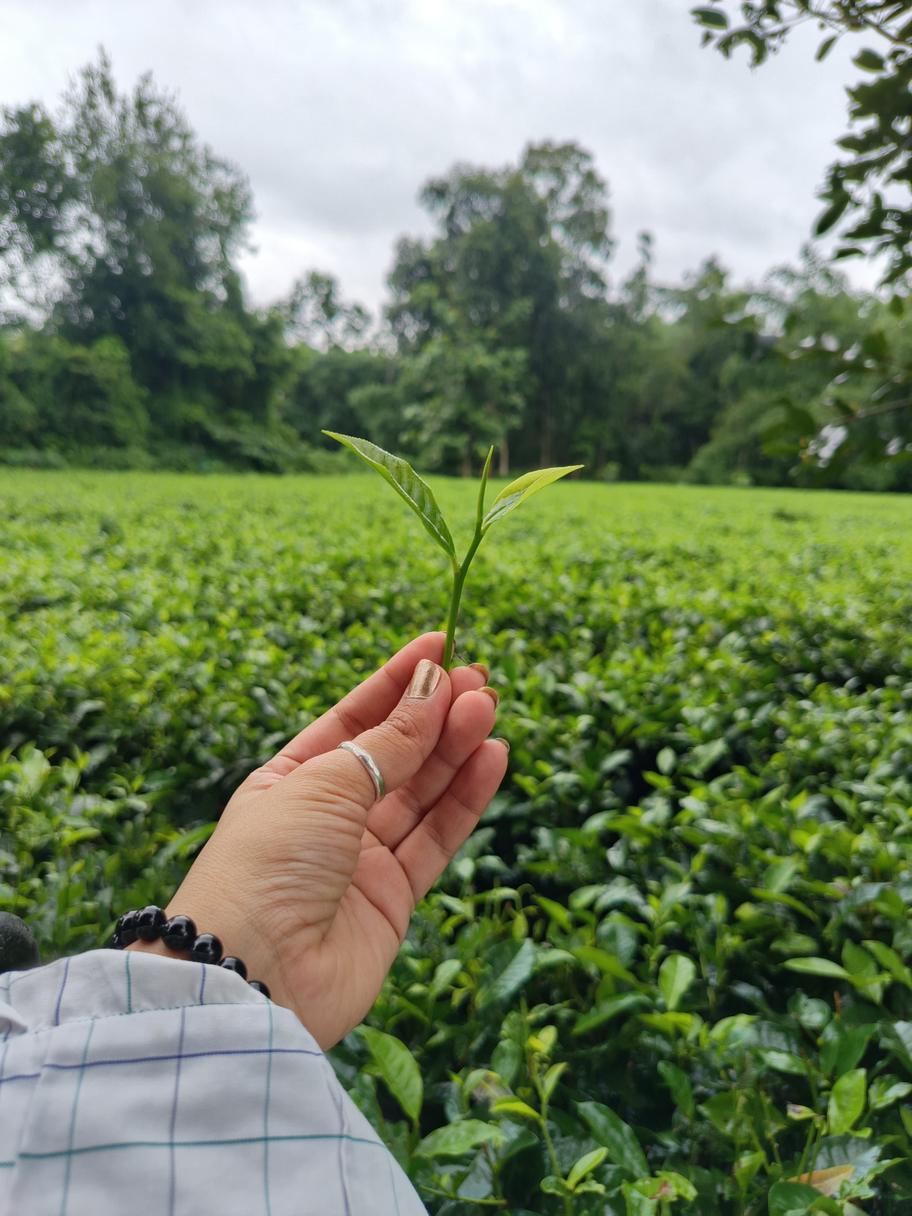 Orthodox Black Tea